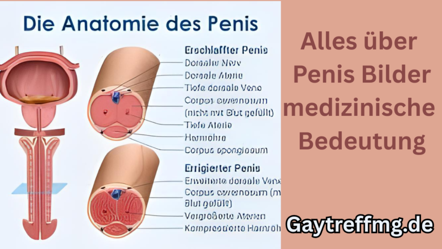 Penis Bilder